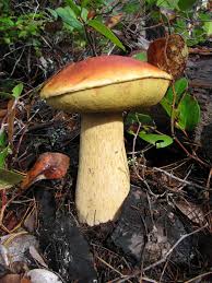 Attēlu rezultāti vaicājumam “Boletus edulis”