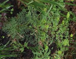 Attēlu rezultāti vaicājumam “Cenolophium denudatum leaf”