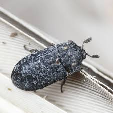 Attēlu rezultāti vaicājumam “Dermestes murinus”