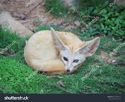 Attēlu rezultāti vaicājumam “Vulpes zerda”