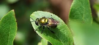 Attēlu rezultāti vaicājumam “Syrphidae”