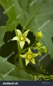 Attēlu rezultāti vaicājumam “Bryonia alba flower”