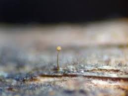 Attēlu rezultāti vaicājumam “Cribraria rubiginosa”