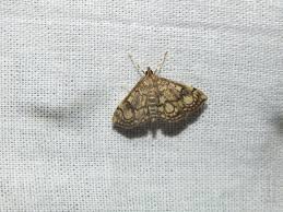 Attēlu rezultāti vaicājumam “Anania stachydalis”