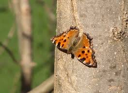Attēlu rezultāti vaicājumam “Nymphalis polychloros upperside”