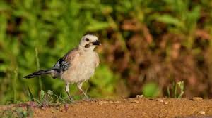 Attēlu rezultāti vaicājumam “Garrulus glandarius adult”