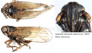 Attēlu rezultāti vaicājumam “Javesella pellucida female”