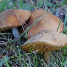 Attēlu rezultāti vaicājumam “Suillus luteus”