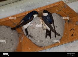 Attēlu rezultāti vaicājumam “Delichon urbicum nest”