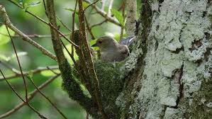 Attēlu rezultāti vaicājumam “Fringilla coelebs nest”