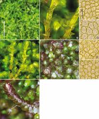 Attēlu rezultāti vaicājumam “Mylia anomala”