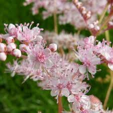 Attēlu rezultāti vaicājumam “Filipendula ulmaria  flower”