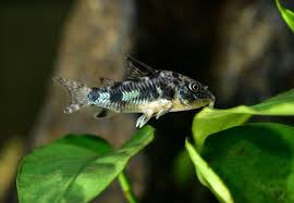 Image result for fish corydoras