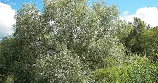 Attēlu rezultāti vaicājumam “Salix alba var. sericea”