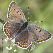 Attēlu rezultāti vaicājumam “Lycaena tityrus female”