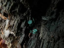 Attēlu rezultāti vaicājumam “Scoliciosporum chlorococcum”