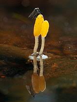 Attēlu rezultāti vaicājumam “Mitrula paludosa”