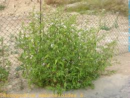 Image result for Chenopodium ambrosioides