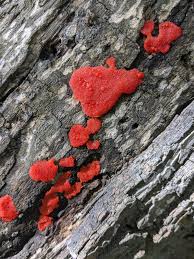 Attēlu rezultāti vaicājumam “Tubifera ferruginosa (subsp. ferruginosa)”