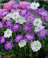 Image result for scabiosa caucasica