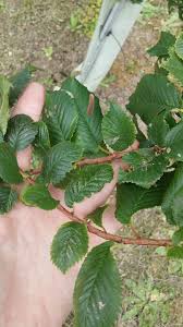 Attēlu rezultāti vaicājumam “Ulmus minor f. suberosa”