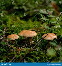 Attēlu rezultāti vaicājumam “Suillus bovinus”