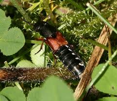 Attēlu rezultāti vaicājumam “Staphylinus erythropterus”