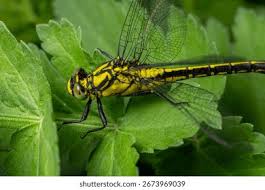 Attēlu rezultāti vaicājumam “Gomphus vulgatissimus”