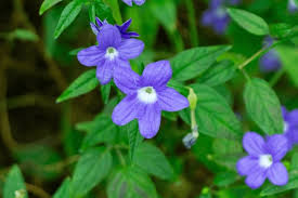 Image result for Browallia speciosa