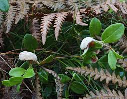 Attēlu rezultāti vaicājumam “Exobasidiales”