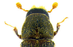 Attēlu rezultāti vaicājumam “Curculionidae”