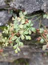 Attēlu rezultāti vaicājumam “Asplenium ruta-muraria”