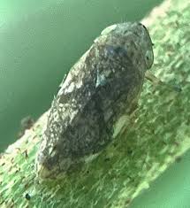 Attēlu rezultāti vaicājumam “Philaenus spumarius nymph”