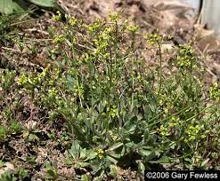 Attēlu rezultāti vaicājumam “Draba nemorosa”