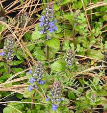 Attēlu rezultāti vaicājumam “Ajuga reptans bud”