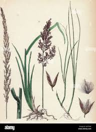 Attēlu rezultāti vaicājumam “Calamagrostis stricta”