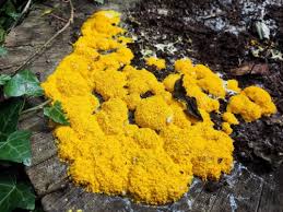 Attēlu rezultāti vaicājumam “Physaraceae”