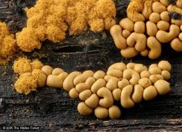 Attēlu rezultāti vaicājumam “Oligonema sp.”