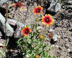 Image result for Gaillardia pulchella