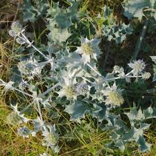 Attēlu rezultāti vaicājumam “Eryngium maritimum leaf”