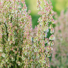Attēlu rezultāti vaicājumam “Rumex acetosa flower”