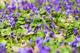 Attēlu rezultāti vaicājumam “Viola hirta leaf”