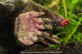 Attēlu rezultāti vaicājumam “Talpa europaea”