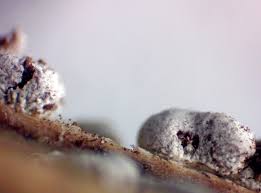 Attēlu rezultāti vaicājumam “Claustria didermoides macro”