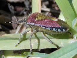Attēlu rezultāti vaicājumam “Dolycoris baccarum”