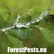 Attēlu rezultāti vaicājumam “Psylla alni nymph”