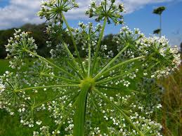 Attēlu rezultāti vaicājumam “Cnidium dubium”