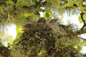 Attēlu rezultāti vaicājumam “Fringilla coelebs nest”
