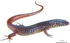 Attēlu rezultāti vaicājumam “Reticularia jurana macro”