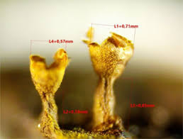 Attēlu rezultāti vaicājumam “Trichia longipalpis sessile”